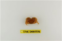 藏品(粗糙酋婦蟹)的圖片